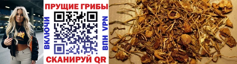 Купить  Давлеканово  Псилоцибиновые грибы MAGIC MUSHROOMS 